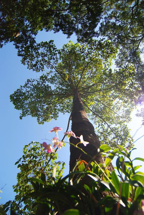 Tree House Hotel Sisaket Ngoại thất bức ảnh